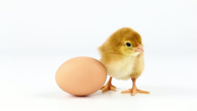 Newborn chicken and egg on white background