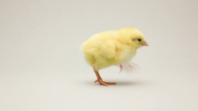 Newborn chicken walking through the scene