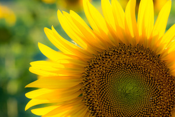Naklejka premium sunflower