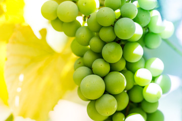 White grapes macro photo, nice blurred background effect.