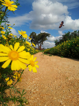 Road in a field of flowers on either side of the road