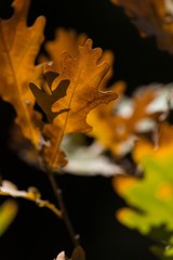 Oak Tree, Tree, Oak.