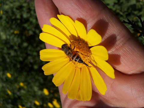 Bee on yellow flower in hand