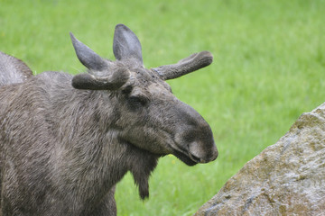 Elchbulle im Regen