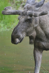 Elchbulle im Regen