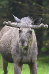 Fototapeta premium Elchbulle im Regen