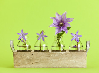 Campanula and Clematis flowers in wooden tray with small bottles, green background