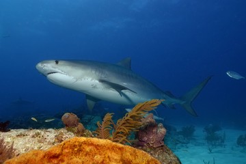 Fototapeta na wymiar Tigerhai über Korallenriff