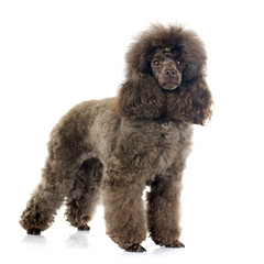 brown poodle