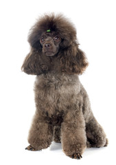 brown poodle