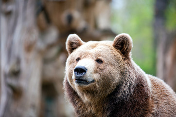 brown bear
