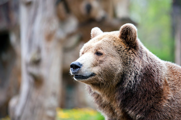 Fototapeta na wymiar staring brown bear