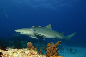 Fototapeta na wymiar Zitronenhai mit Schiffshalter über Korallenriff