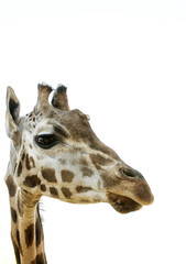голова жирафа на белом фоне