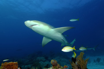 Fototapeta na wymiar Zitronenhai über Korallenriff
