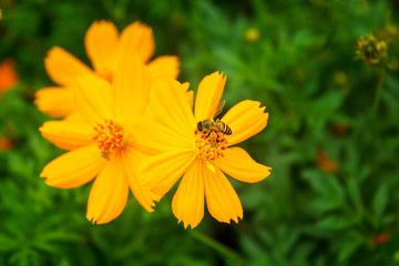 Yellow Cosmos flower.