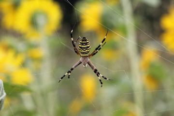 Wasp Spider / Argiope bruennichi