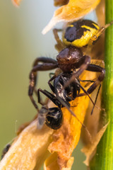 Ant eaten by spider