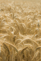 Grain in summer. Italy