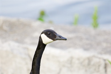 The portrait of the serious cackling goose