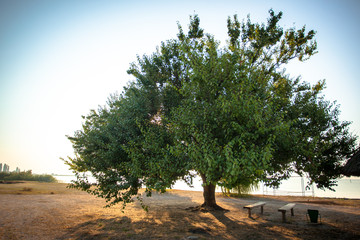 green tree and summer houses on river beach in sunrise , 