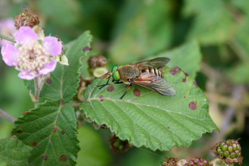 Goldaugenbremse
