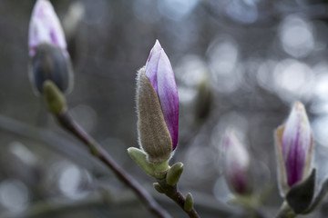 magnolia