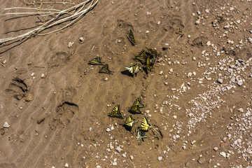 Two-tailed Swallowtail Butterflies mating in a mudbank at Blue Mesa Reservoir, Colorado.