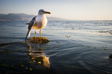 Seagull with a broken wing