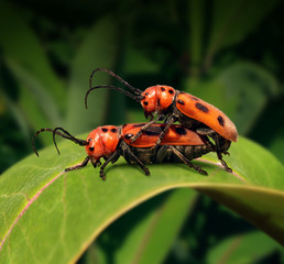 Sex In Nature