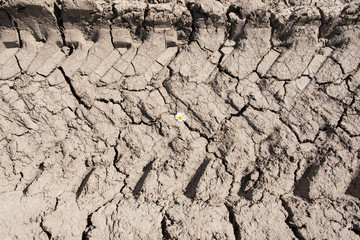 Flower in cracked soil.