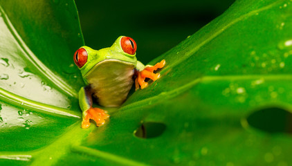 Hi there!  red eyed tree frog peeking over a leaf