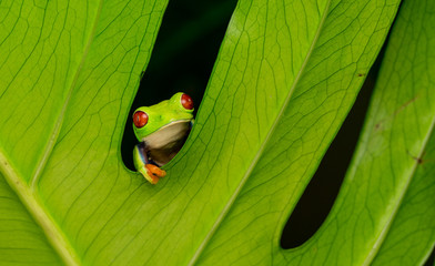 just hanging around, a red eyed tree frog looking out between a plant leaf