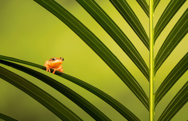 Golden sedge frog on a fern tree leaf
