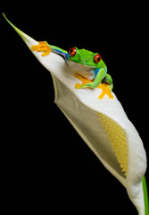 Red eyed tree frog on a peace lily flower