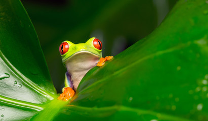 Hi there!  red eyed tree frog peeking over a leaf