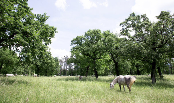 lipizzaner grazing in outdoors