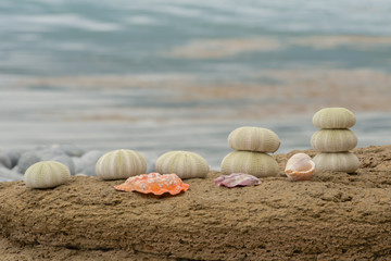 Fototapeta na wymiar Still life of shells