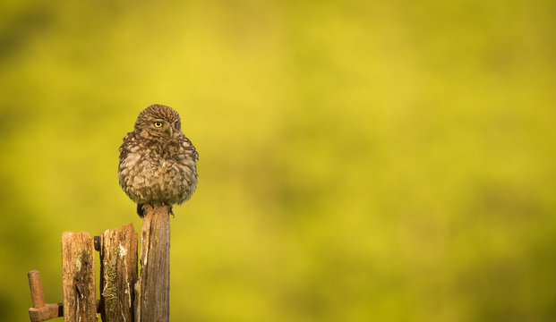 Little owl on an old post isolated against a yellow background