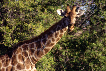 Giraffa  (Giraffa camelopardalis) del Parco Nazionale di Etosha in Namibia

