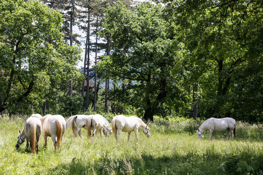 lipizzaner in bucolic outdoor scene