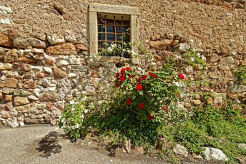 Fototapeta na wymiar Stilleben mit Rosenbusch vor alter Wand