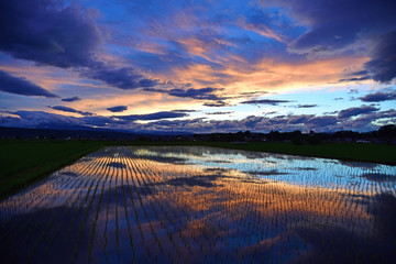 水田の夕景/Evening of paddy