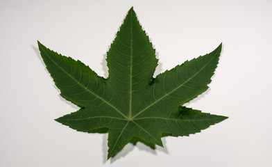 beautiful shape of green leaf