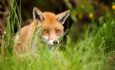 red fox