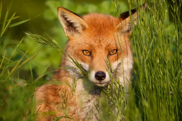 Selbstklebende Fototapete Olivgrün roter Fuchs