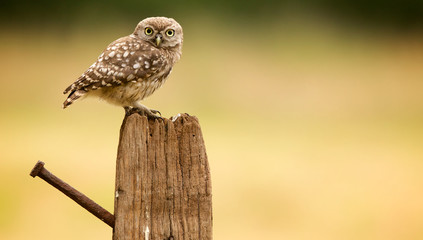 Little owl on an old post