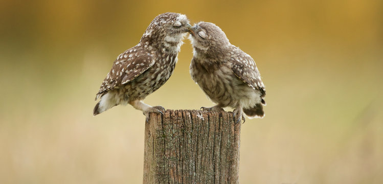 Little owl kissing
