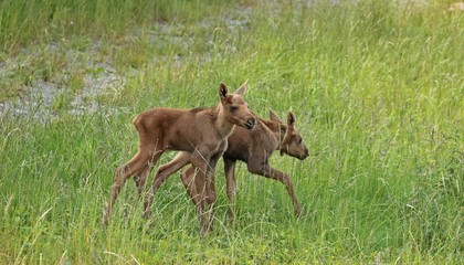 11 Tage alte Elchzwillinge
