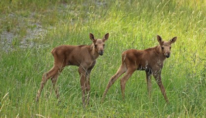 11 Tage alte Elchzwillinge
